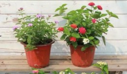 八哥最新爆料直播间视频,最新爆料视频深度解析